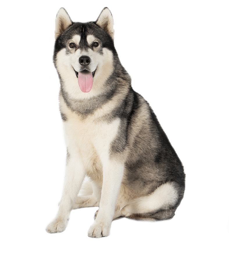 Dog with Bone